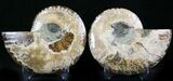 Polished Ammonite Pair - Million Years #27438-1